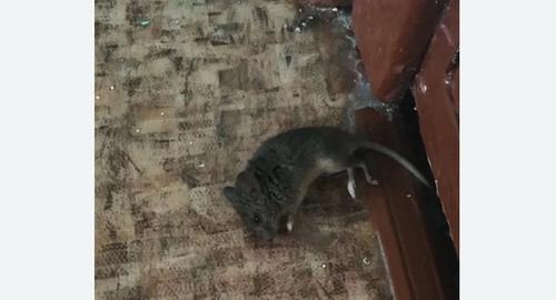 Дезинфекция от мышей в Усть-Куте