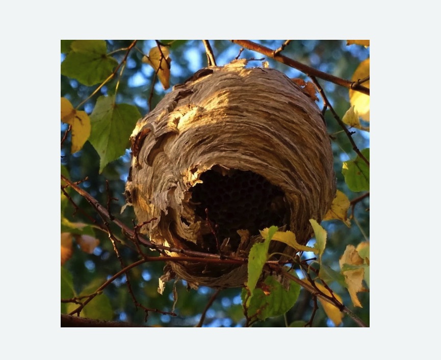 Обработка от шершней в Усть-Куте