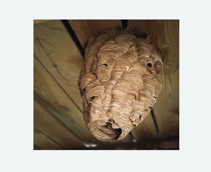 обработка от шершней в Усть-Куте