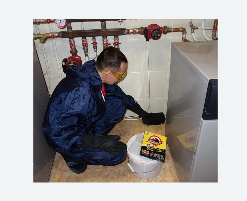 Уничтожение крыс в Усть-Куте