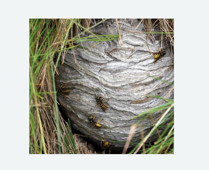 Уничтожение ос и ульев в Усть-Куте